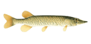 /fish-species/grass-pickerel