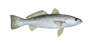 /fish-species/gray-weakfish