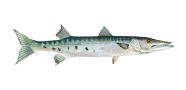 /fish-species/great-barracuda
