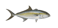 Greater Amberjack image