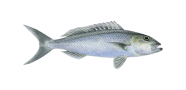 Green Jobfish image