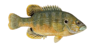 /fish-species/green-sunfish