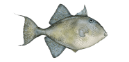 Grey Triggerfish image
