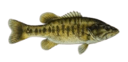 /fish-species/guadalupe-bass