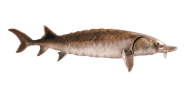 Gulf Sturgeon image