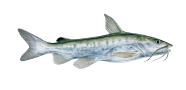 Hardhead Sea Catfish image