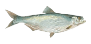 Hickory Shad image