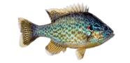 Hybrid Sunfish image
