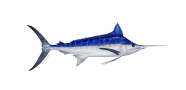 Indo Pacific Blue Marlin image
