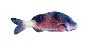 Island Goatfish image