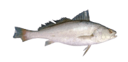 /fish-species/japanese-meagre