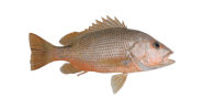 /fish-species/john-s-snapper