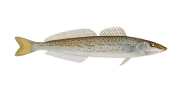 King George Whiting image