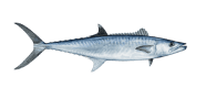 /fish-species/king-mackerel
