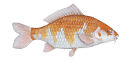 Koi Carp image