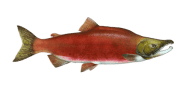 Kokanee Salmon image