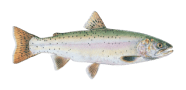 Lahontan Cutthroat Trout image