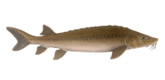 /fish-species/lake-sturgeon