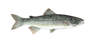 /fish-species/lake-trout