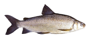 /fish-species/lake-whitefish