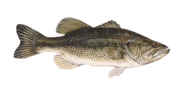/fish-species/largemouth-bass