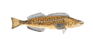 Lingcod image