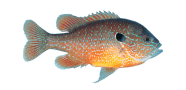 /fish-species/longear-sunfish