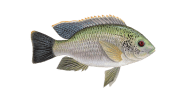 Longfin Tilapia image
