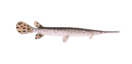 /fish-species/longnose-gar