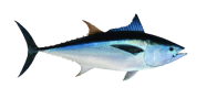 Longtail Tuna image