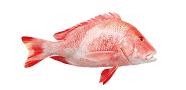 Malabar Blood Snapper image