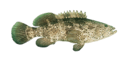 /fish-species/malabar-grouper