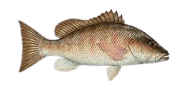 Mangrove Snapper image