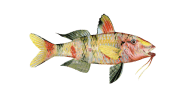 Manybar Goatfish image