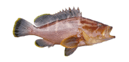 Maori Cod image