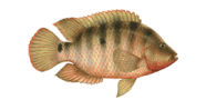 Mayan Cichlid image