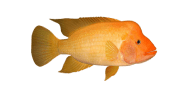 Midas Cichlid image