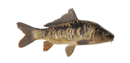 /fish-species/mirror-carp