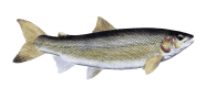 Mountain Whitefish image