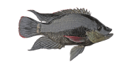 Mozambique Tilapia image