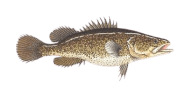 /fish-species/murray-cod