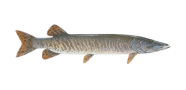 /fish-species/muskellunge