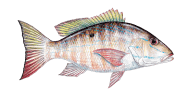 Mutton Snapper image
