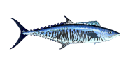 Narrow Barred Spanish Mackerel image