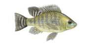 /fish-species/nile-tilapia