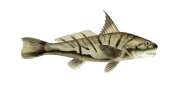/fish-species/northern-kingcroaker