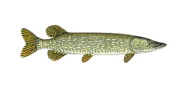 /fish-species/northern-pike