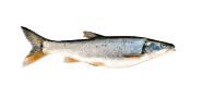 Northern Pikeminnow image