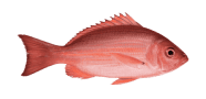 Northern Red Snapper image