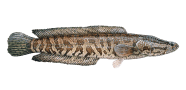 Northern Snakehead image